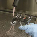 Lackierpistolenreinigung Pinsel_PROLAQ Auto_G90055